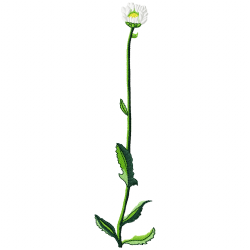 Flowers Embroidery Design 7